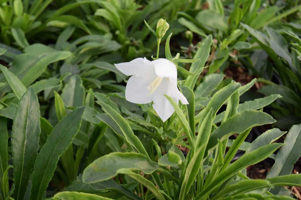 Campanula persicifolia var. alba ---